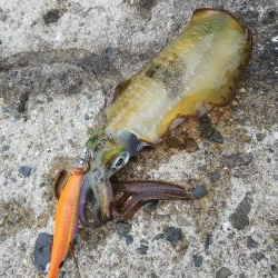 teamゲッソー調査隊