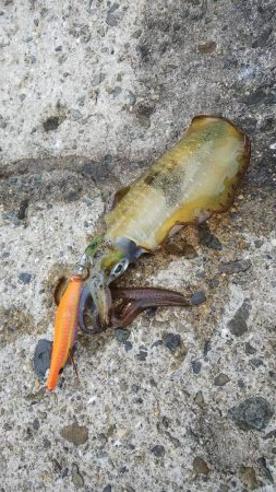 teamゲッソー調査隊