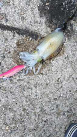 teamゲッソー調査隊