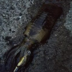 teamゲッソー調査隊