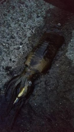 teamゲッソー調査隊