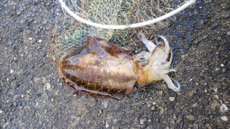 アオリイカ ヤエン釣り