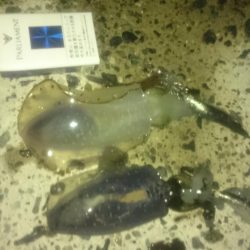 約1ヵ月前よりかなり大きく(*´-`)