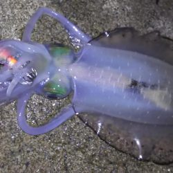 日本海エギング