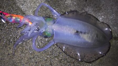 日本海エギング