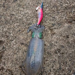 今日も濁りとウネリの中