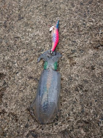 今日も濁りとウネリの中