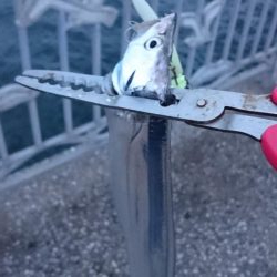 タチウオ遠征釣行