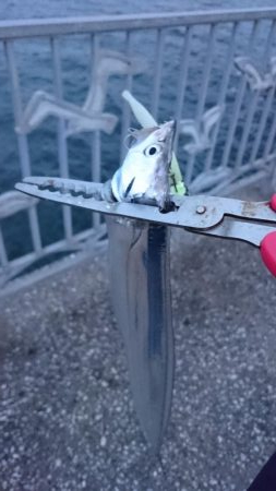 タチウオ遠征釣行