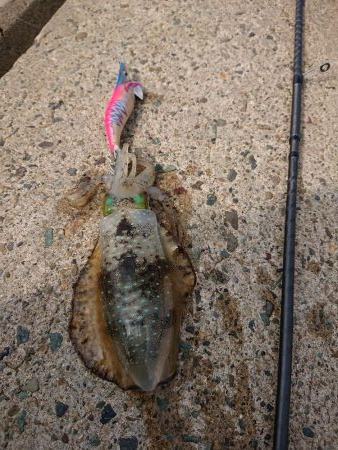 逆強風に向けて