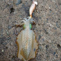 雨中越前ランガン