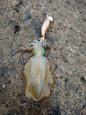 雨中越前ランガン