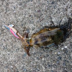 なんとも厳しい