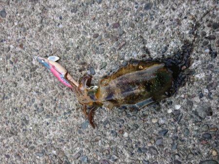 なんとも厳しい