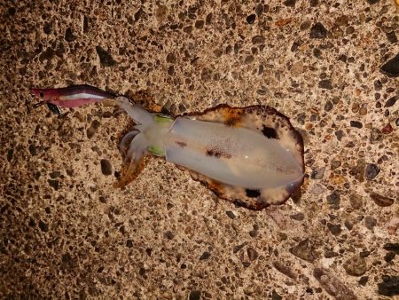 濁りも薄くなり