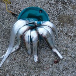 またタチウオ貝塚遠征