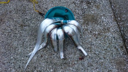 またタチウオ貝塚遠征