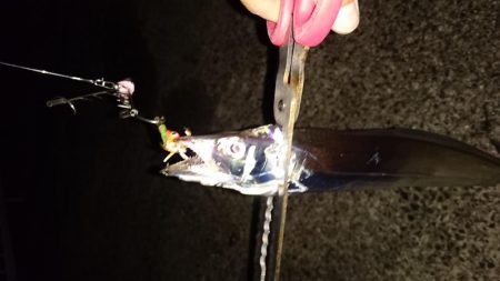 今日は泉大津エリアでタチウオ釣り