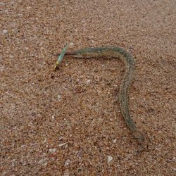 初サーフはダツ