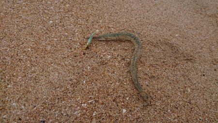 初サーフはダツ