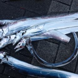 雨だからこそ行くタチウオ釣行