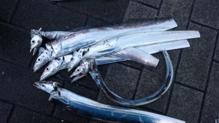 雨だからこそ行くタチウオ釣行