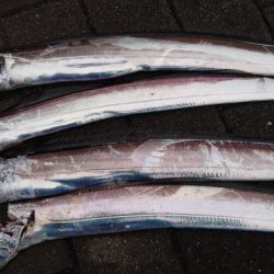 今日も仕事前に南港タチウオ調査