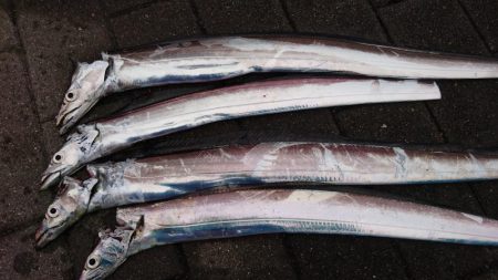 今日も仕事前に南港タチウオ調査