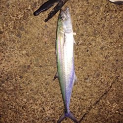 いろいろ釣れました