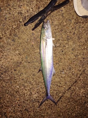 いろいろ釣れました