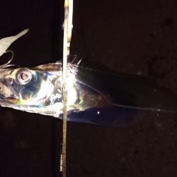 湾奥マイポイント調査