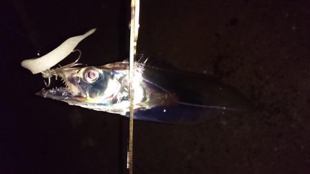 湾奥マイポイント調査