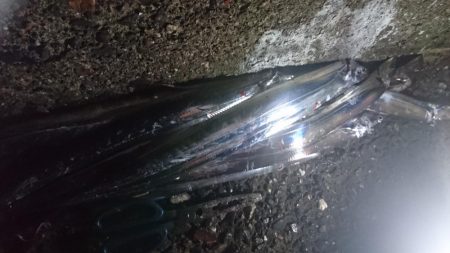 太刀魚釣れたんかなぁ～っ