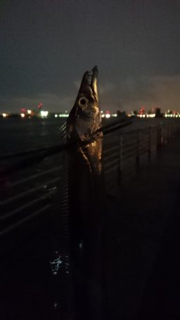 タチウオ釣行 中潮に期待