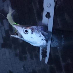 台風直前タチウオ釣行