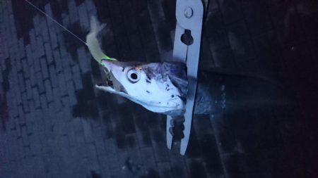 台風直前タチウオ釣行