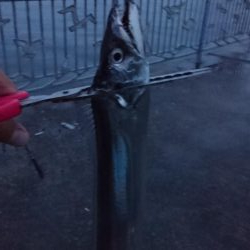 また貝塚人口島タチウオ遠征