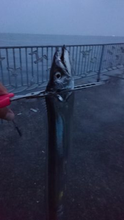 また貝塚人口島タチウオ遠征