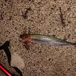 サゴシ リベンジ