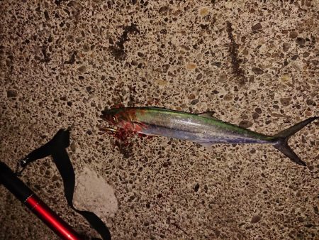 サゴシ リベンジ