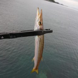 サゴシ　リベンジ2