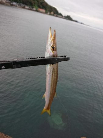 サゴシ　リベンジ2