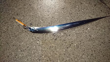 タチウオとハマチと小魚