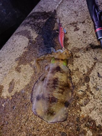 型は良くなったが渋い