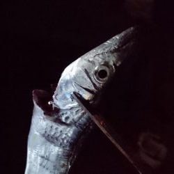 タチウオどこ行った？？