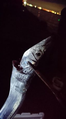 タチウオどこ行った？？