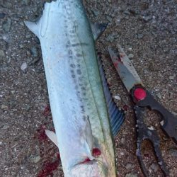 青物好調じゃ～ないの？