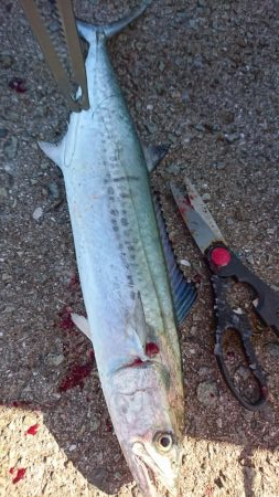 青物好調じゃ～ないの？