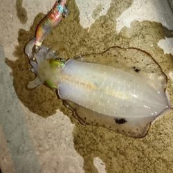 アジング・エギング