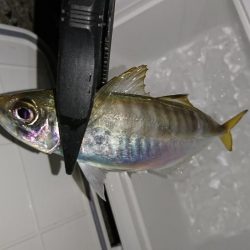 サーフアジング